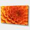 Designart - Large Orange Flower and Petals - Floral Canvas Art Print